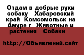 Отдам в добрые руки собаку - Хабаровский край, Комсомольск-на-Амуре г. Животные и растения » Собаки   